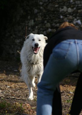 lopende Pyrenese mastiff