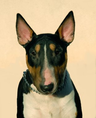 Bull terrier clipart