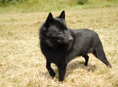 Schipperke