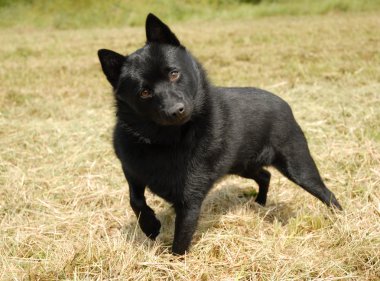 Schipperke clipart