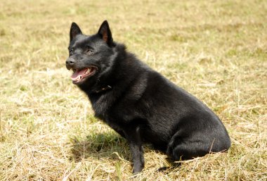 Schipperke