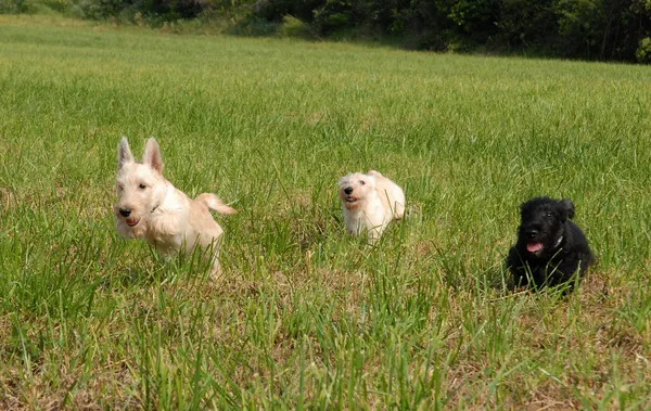 Puppies Schotse Terriër — Stockfoto