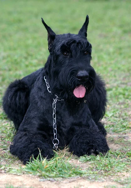 stock image Giant schnauzer