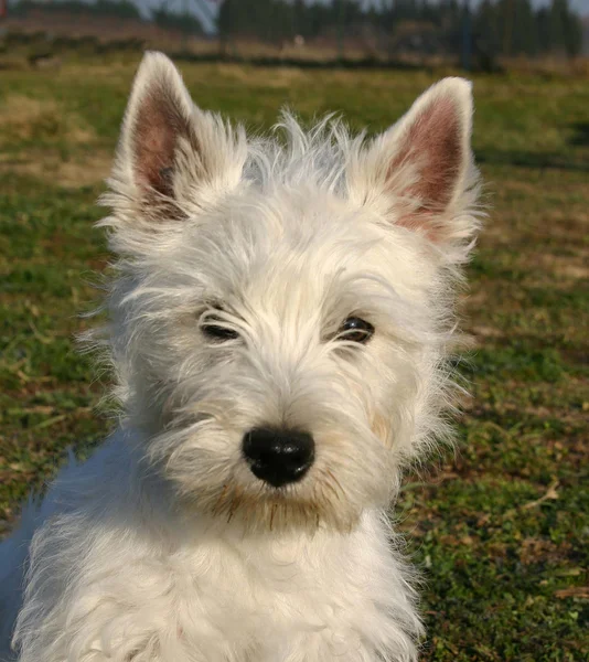 West Highland terrier — Foto de Stock