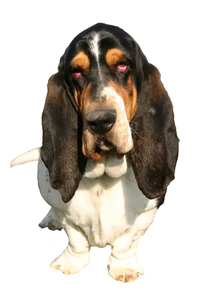 Basset hound