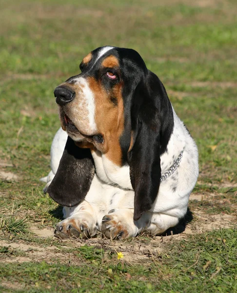 Basset hound — Stock Photo, Image