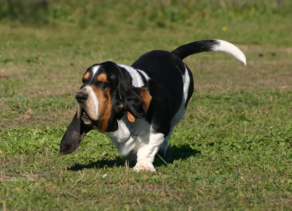 Correndo Basset hound — Fotografia de Stock
