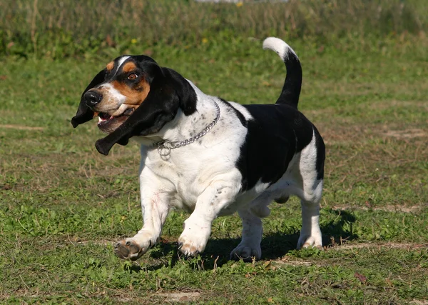 Running Basset hound — Stock Photo, Image