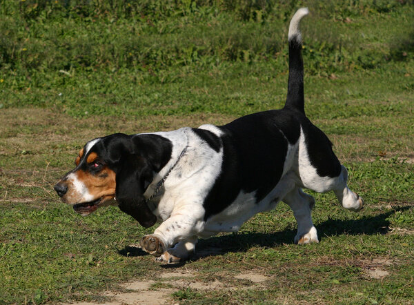 Running Basset hound