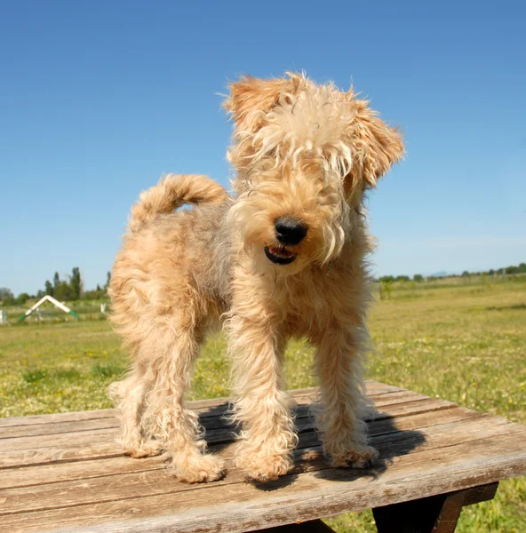 Lakeland terrier — Foto de Stock