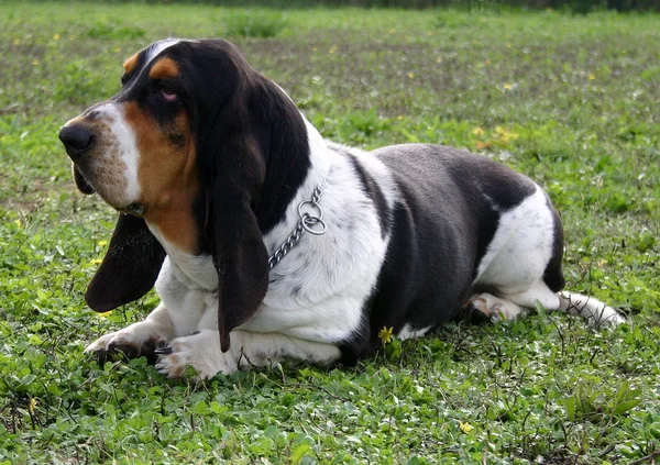 Basset hound — Stock Photo, Image