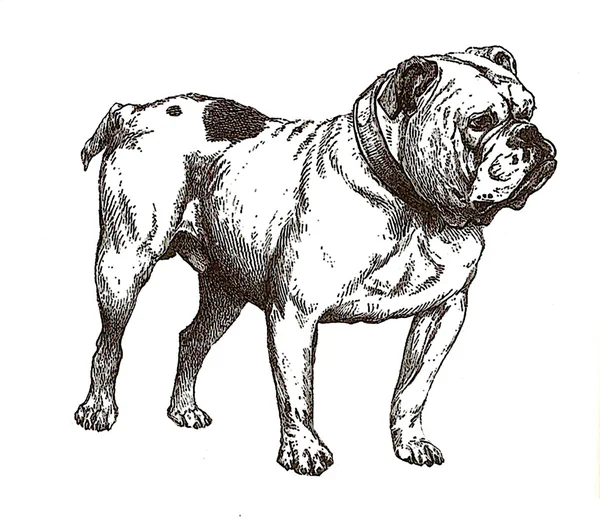 Ilustración de bulldog inglés — Foto de Stock