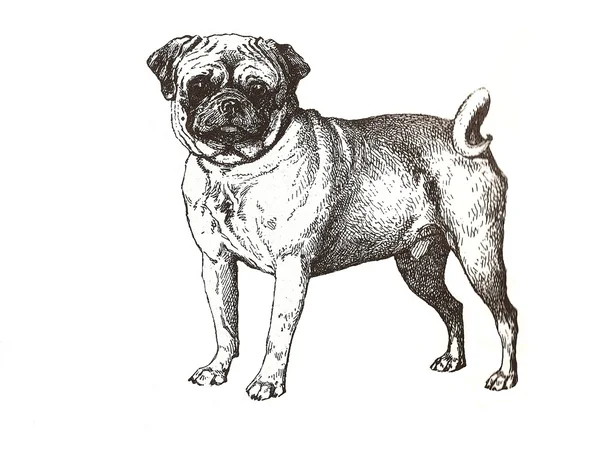 Ilustração do pug — Fotografia de Stock