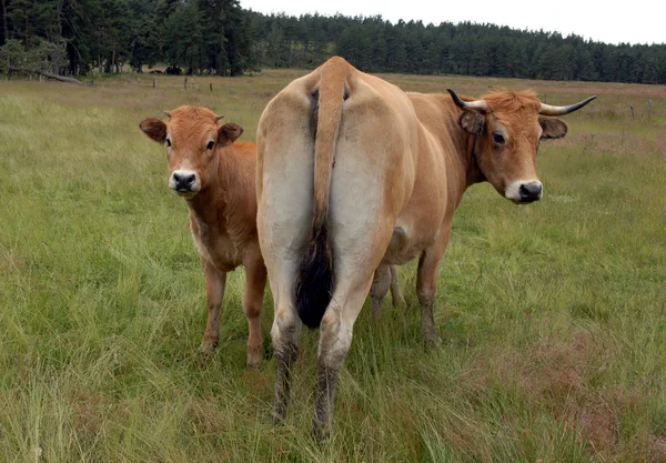 Koe en kalf — Stockfoto