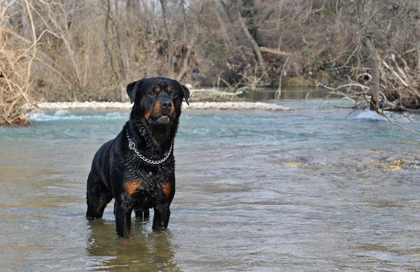 Rottweiler en el río —  Fotos de Stock