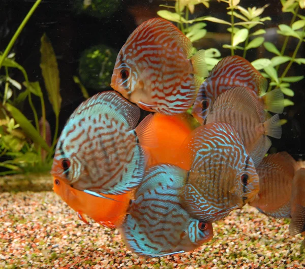 Тропические диски рыб (Symphysodon ) — стоковое фото