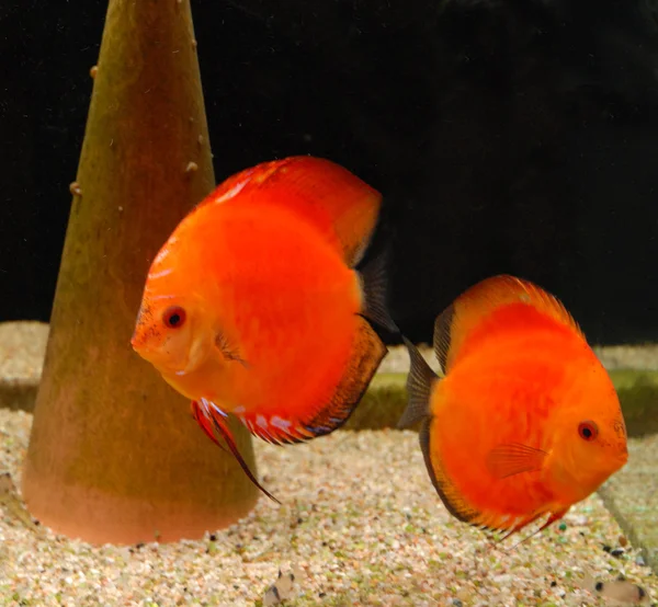 Disco de peces tropicales (Symphysodon ) —  Fotos de Stock