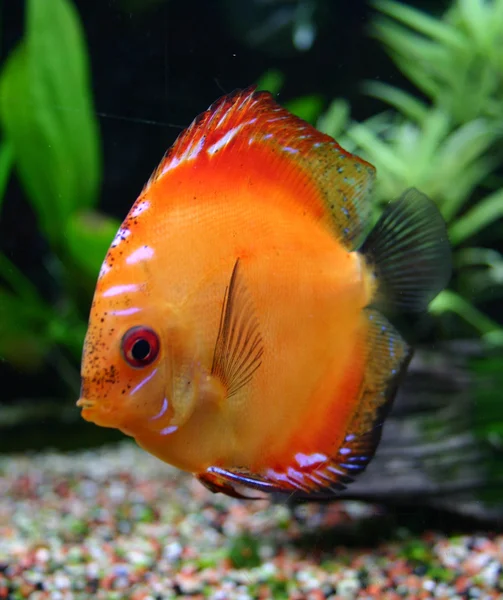 熱帯魚ディスカス (熱帯魚の一種) — ストック写真