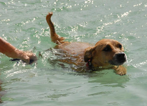 तैराकी कुत्ता — स्टॉक फ़ोटो, इमेज