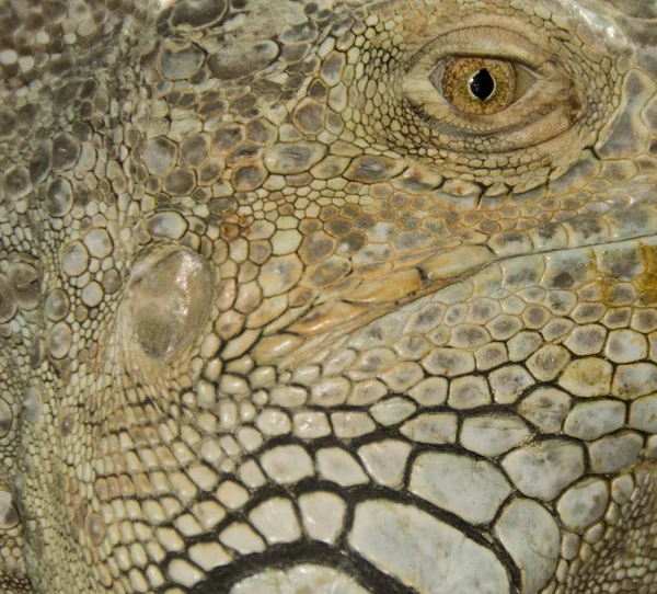 Eye of iguana — Stock Photo, Image