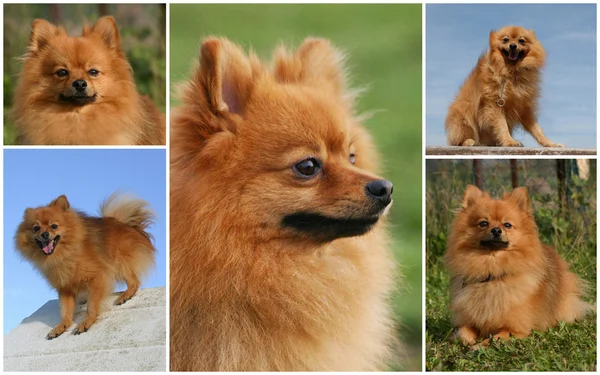 Perro de Pomerania — Foto de Stock