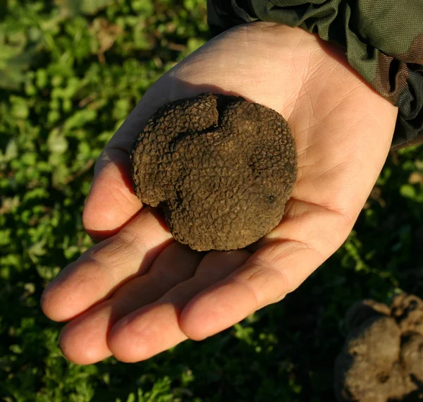 Big truffle — Stock Photo, Image