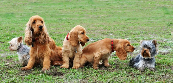 Cinco cães pequenos — Fotografia de Stock
