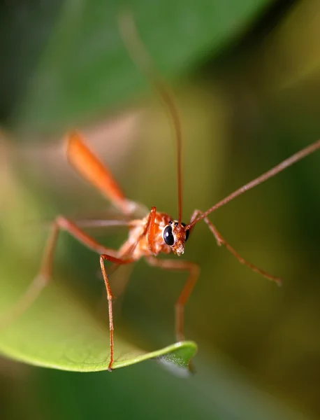Tropische Mücke — Stockfoto