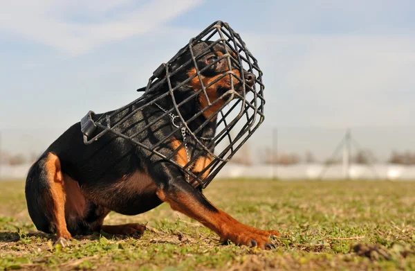 Miniature pinscher and muzzle — Stock Photo, Image