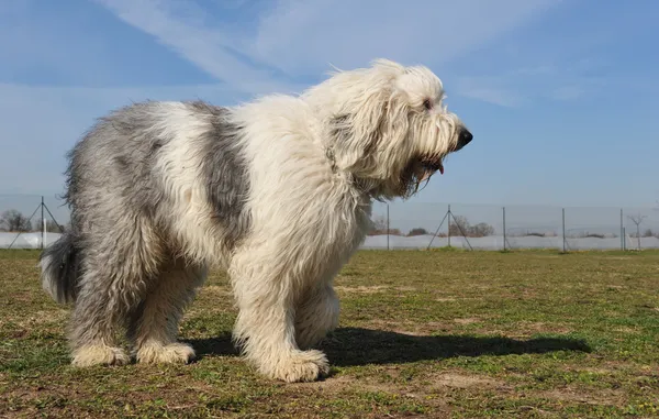 Antiguo perro pastor inglés — Foto de Stock