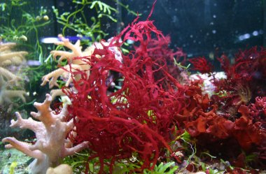 Red algae tropical clipart