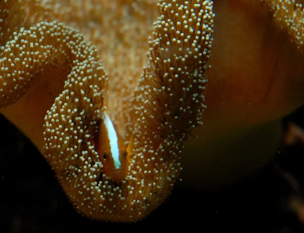 Anemonefish — 스톡 사진