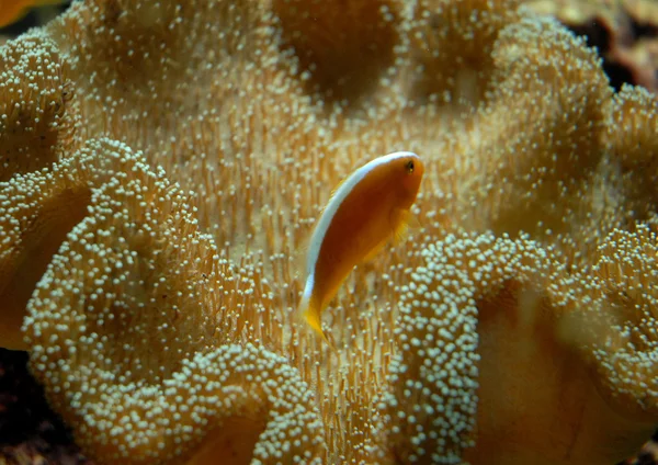 Anemonefish — Stockfoto