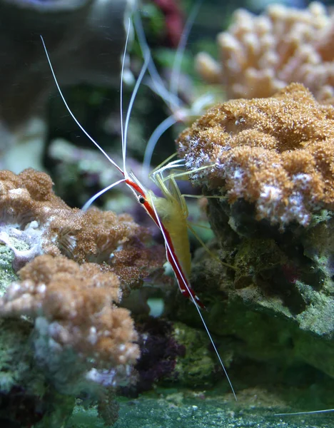 Tropické krevety — Stock fotografie