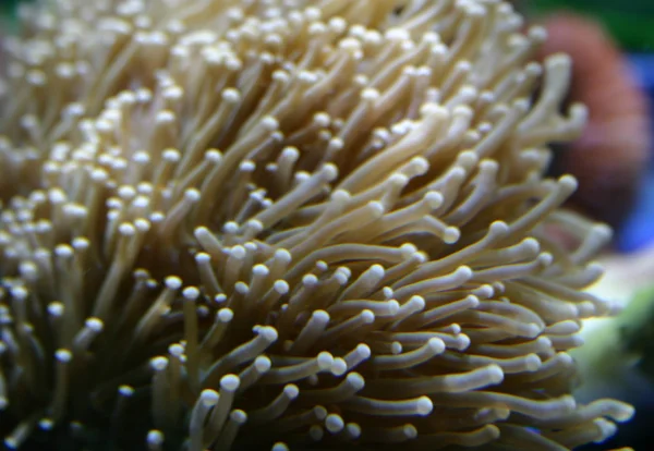 Coral — Foto de Stock