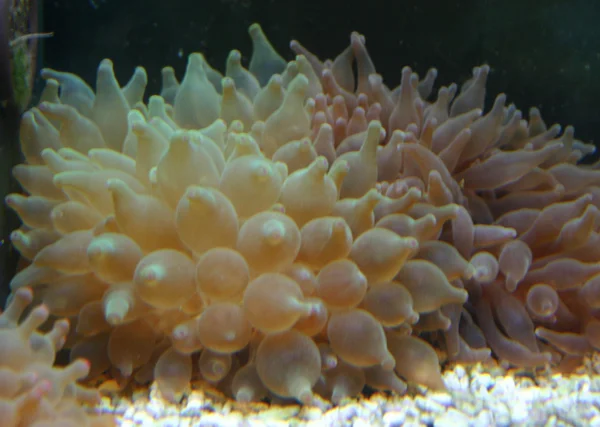 Korall — Stock Fotó