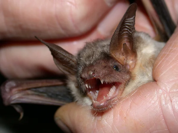 Morcego perigoso — Fotografia de Stock