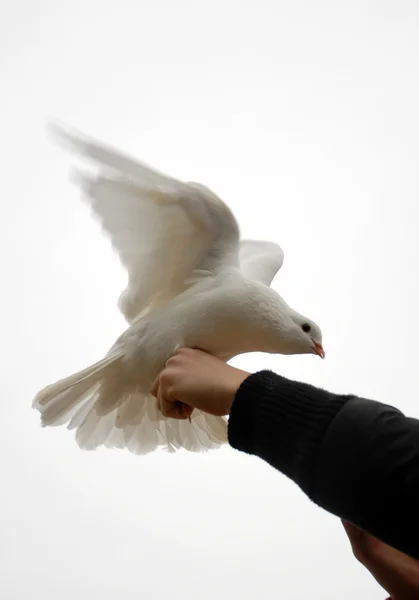 Біла голубка — стокове фото