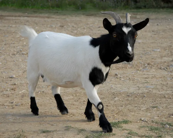 Cabra blanca y negra — Foto de Stock