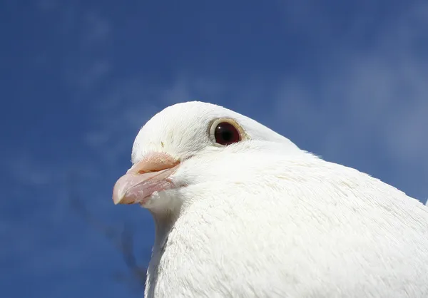 날아다니는 비둘기 — 스톡 사진