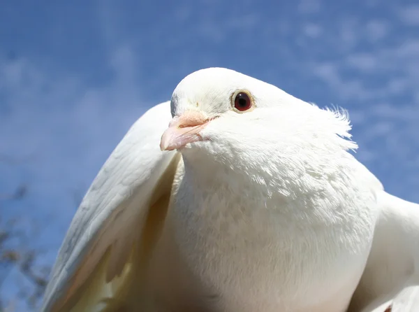 Bílá holubice — Stock fotografie