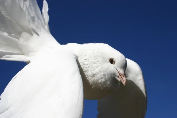 Beyaz Güvercin — Stok fotoğraf