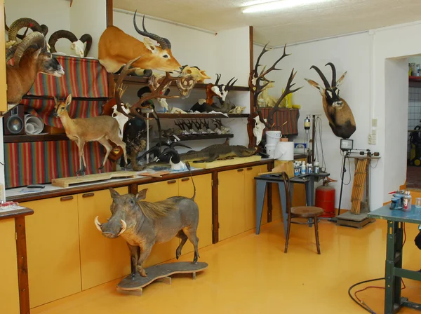 Shop of taxidermy — Stock Photo, Image
