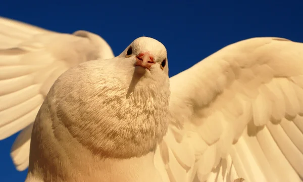 Біла голубка — стокове фото