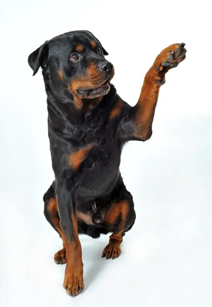 Rottweiler dizer "Olá " — Fotografia de Stock