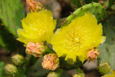 sarı çiçek opuntia kaktüs