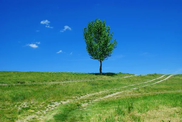 Árbol del camino — Foto de Stock