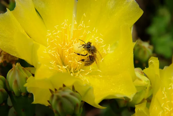 stock image Opuntia cactus 2