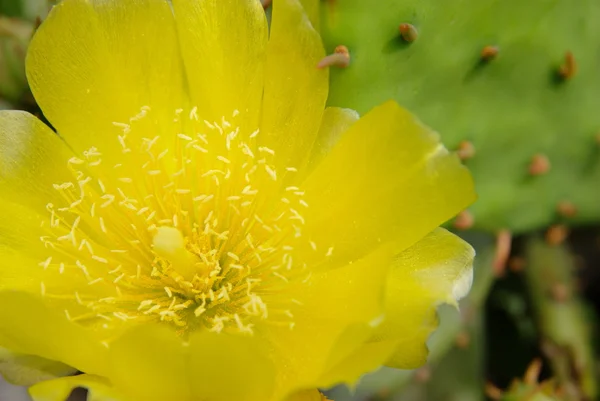 Yellow blossom opuntia cactus — Stock Photo, Image