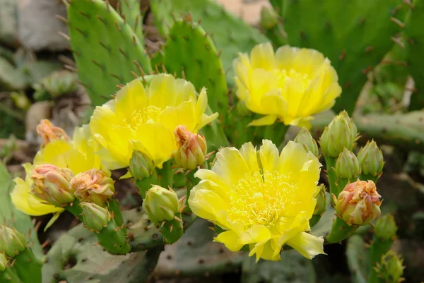 stock image Yellow blossom opuntia cactus